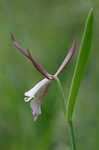 Rosebud orchid